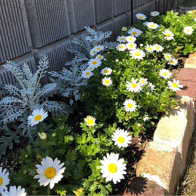 nanachanmamaさんの実例写真