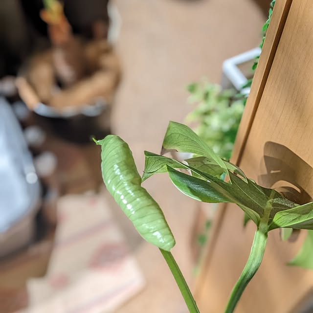 GINさんの部屋