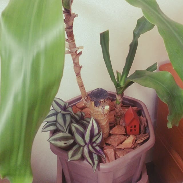 キッチン/100均/雑貨/植物/観葉植物　...などのインテリア実例 - 2014-05-20 20:26:14