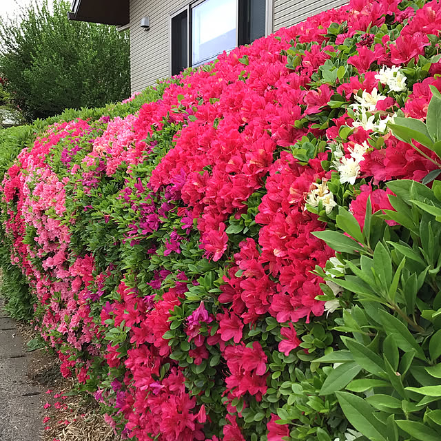 houenさんの部屋