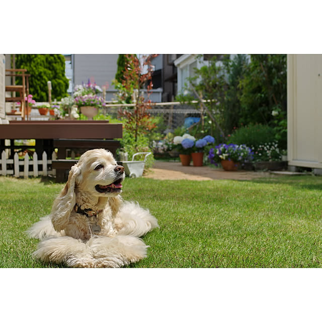 Shooowkoさんの実例写真