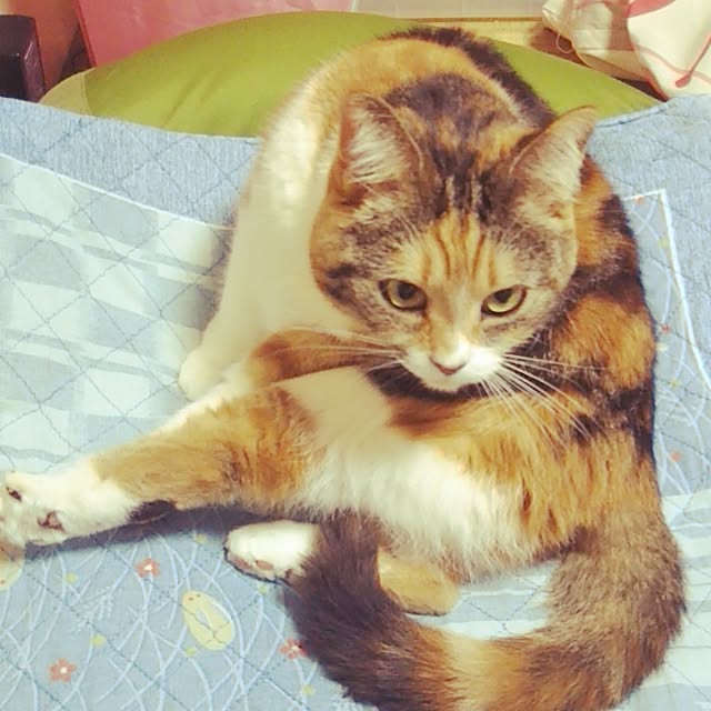 yukieさんの実例写真