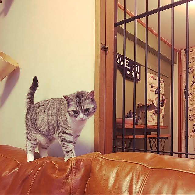 Shojiさんの実例写真