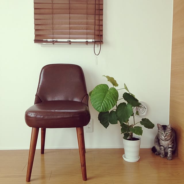 kokedamaさんの実例写真