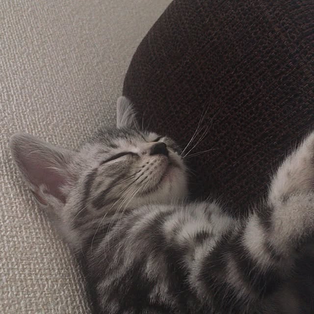 リビング/ソファ/猫のインテリア実例 - 2016-10-18 14:13:28