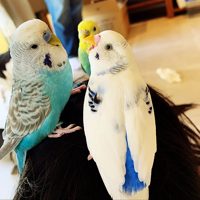 mi-yuさんの実例写真
