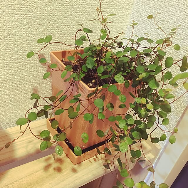 TashakiMarronさんの実例写真