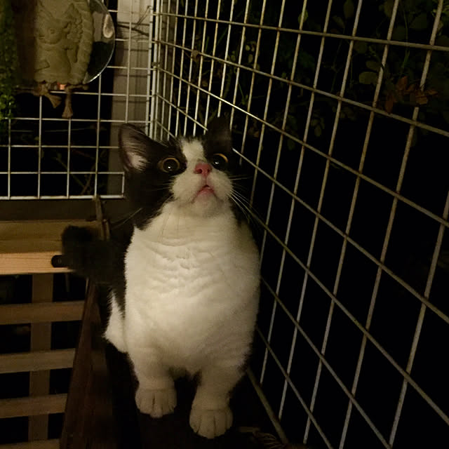 butachanさんの実例写真