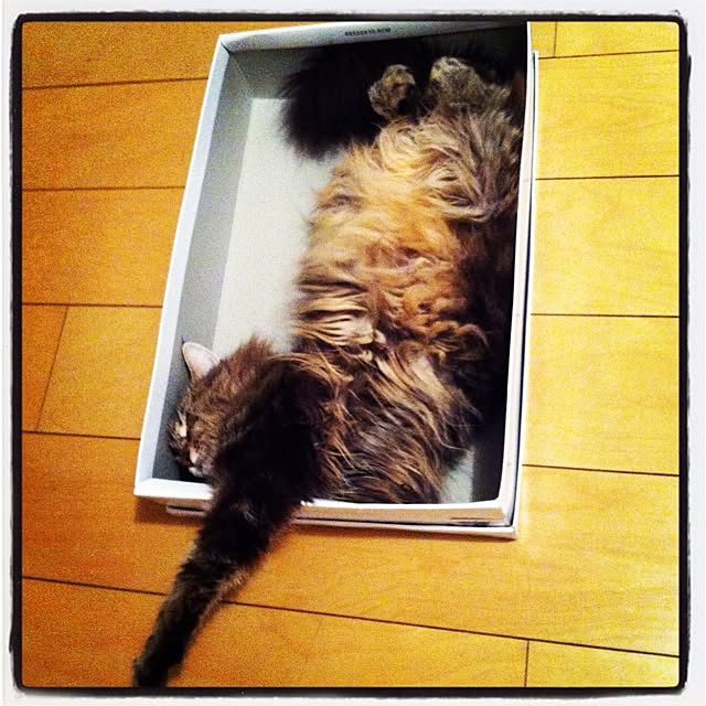 kkotnさんの実例写真