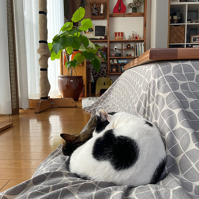 nobikoさんの部屋