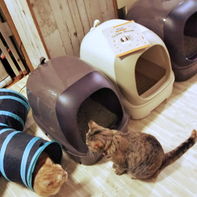 runaさんの実例写真