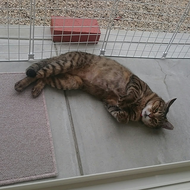 lilyさんの実例写真