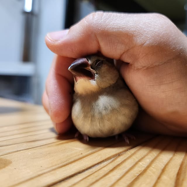 Mariさんの実例写真