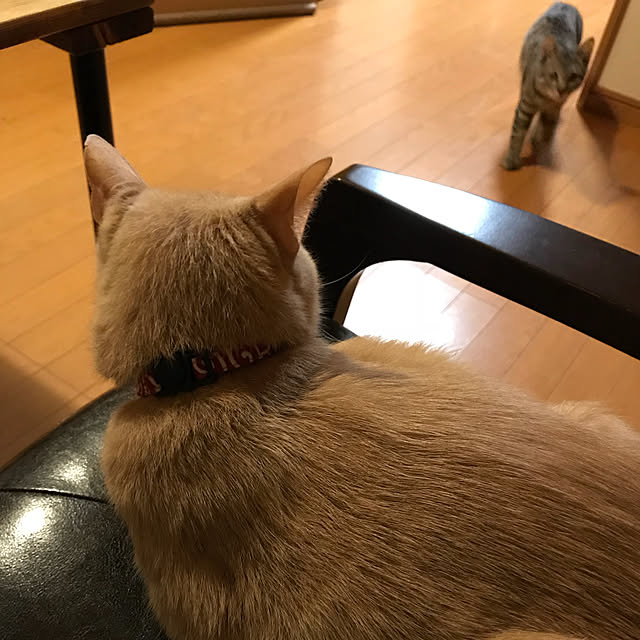 mikan161さんの実例写真