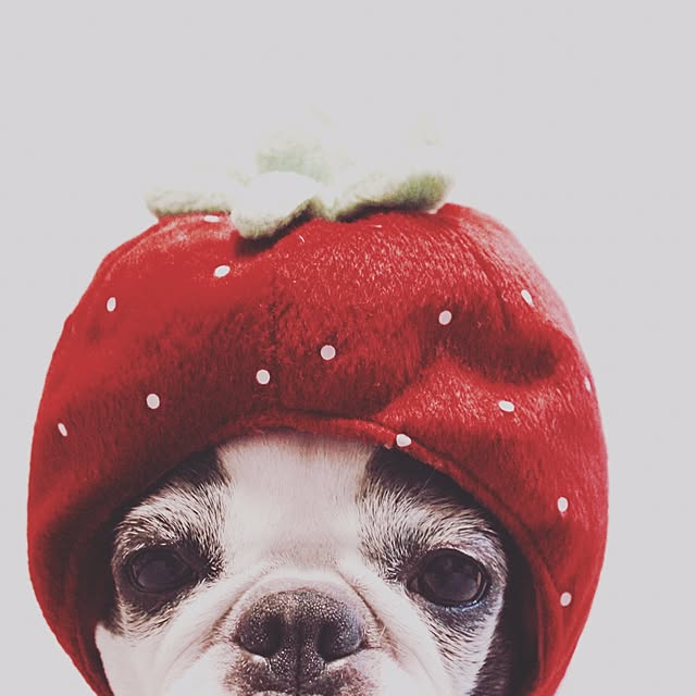 BOSTONさんの実例写真