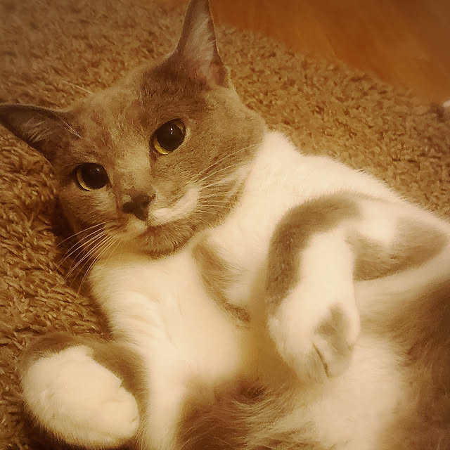 実例写真