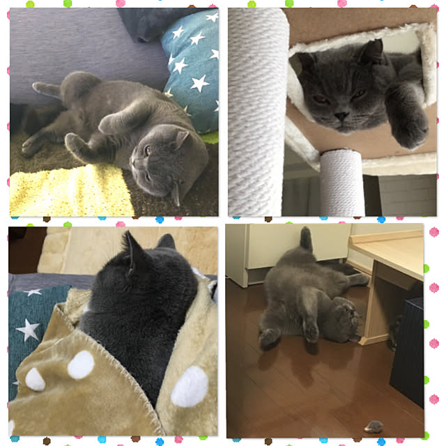 kittyさんの実例写真