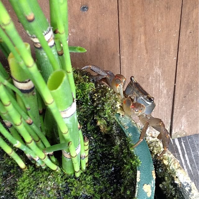 salyuさんの実例写真