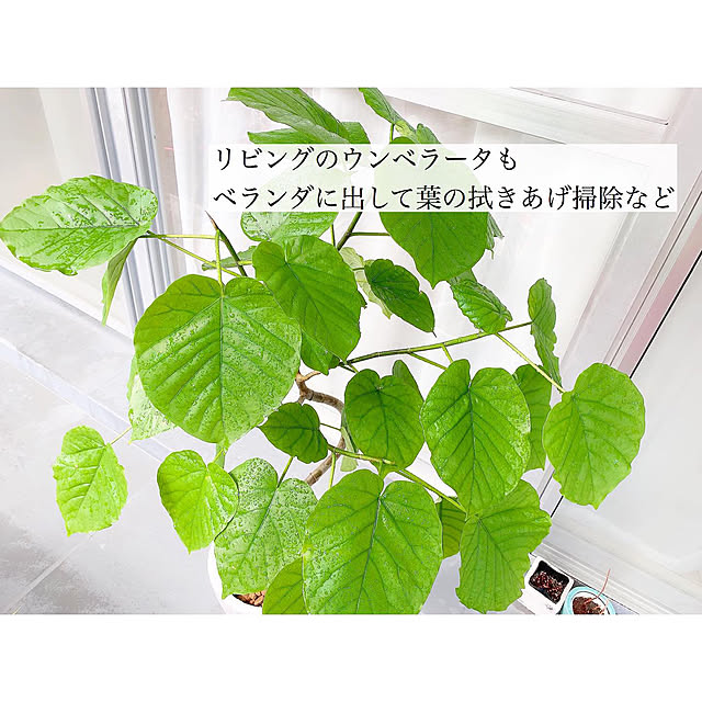 chaluさんの実例写真