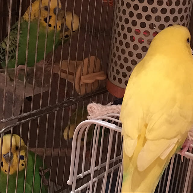 部屋全体/インコばかりです/皆様いいね！有難うございます(^^)/ほんとうにありがとうございます/インコ大好きのインテリア実例 - 2018-11-17 15:55:45