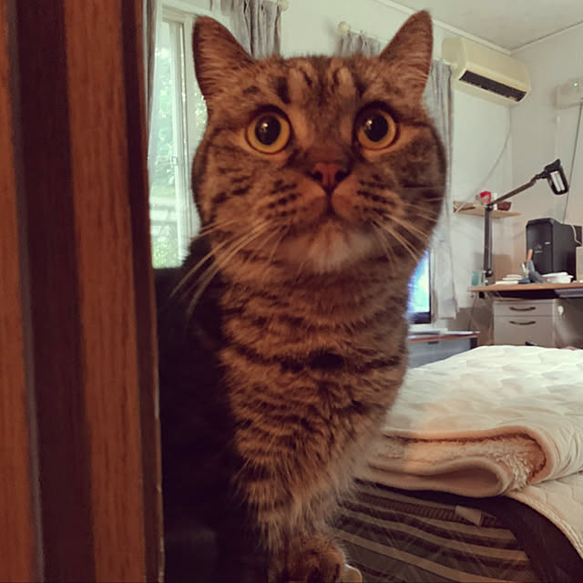 nocomomさんの実例写真