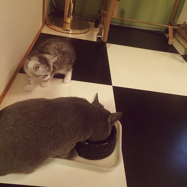 Shojiさんの実例写真