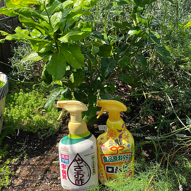 nokkoさんの実例写真