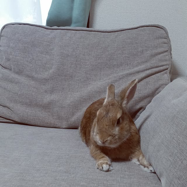 rabbitさんの実例写真