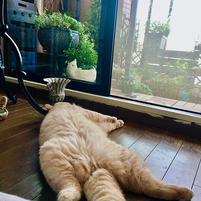 naokoさんの実例写真
