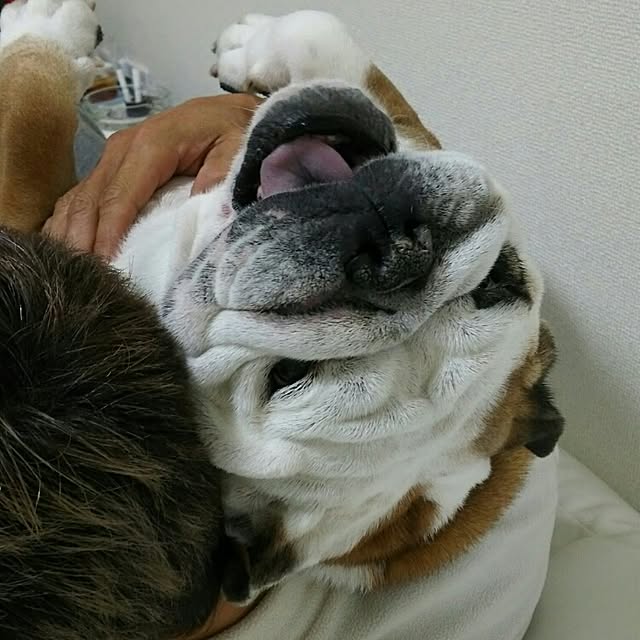 実例写真