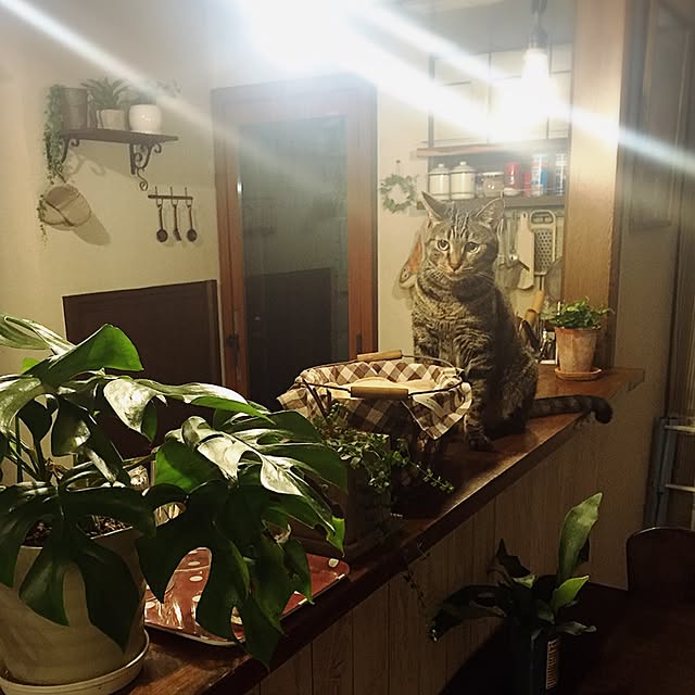 mayuさんの実例写真