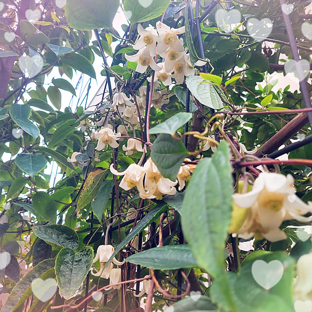 mimi828さんの実例写真