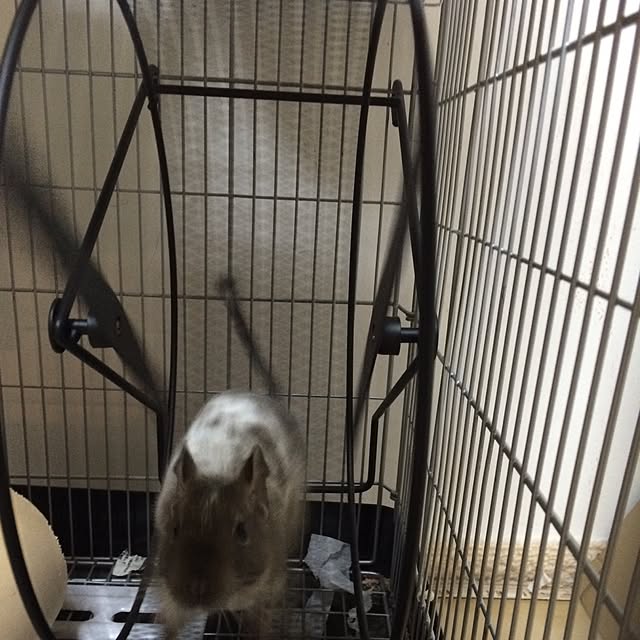 机/小動物のインテリア実例 - 2015-11-04 22:04:13