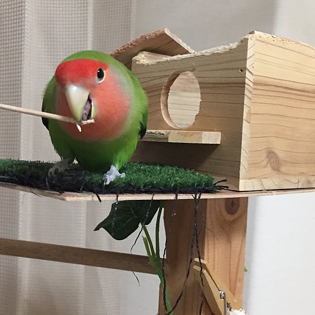 toratanさんの実例写真