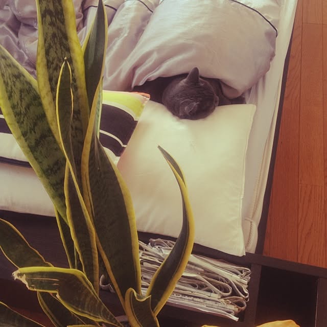 matiさんの実例写真
