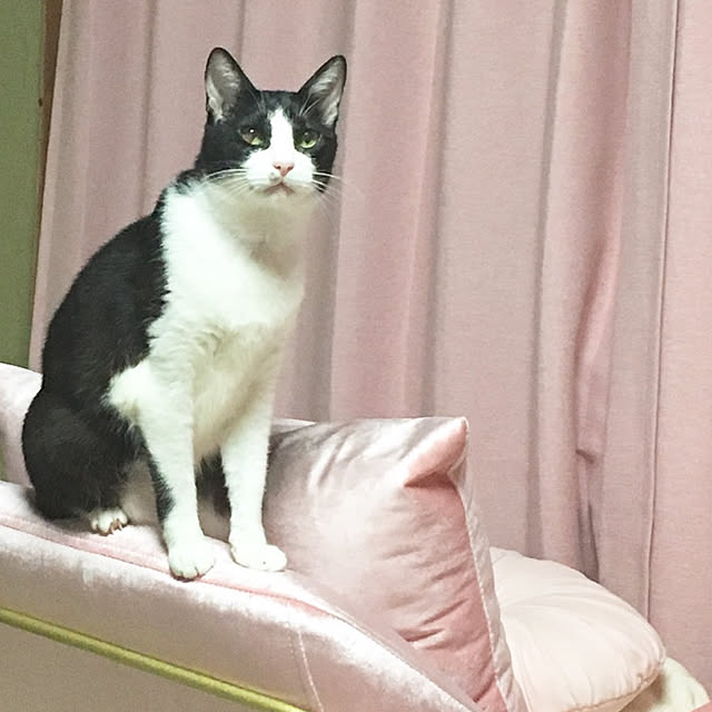 brbrnknkさんの実例写真