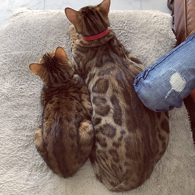 iranさんの実例写真