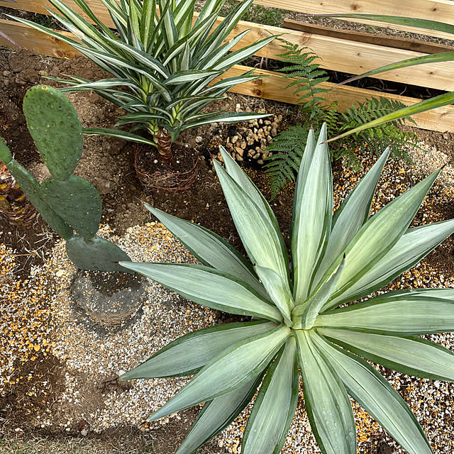 bonber0212さんの実例写真