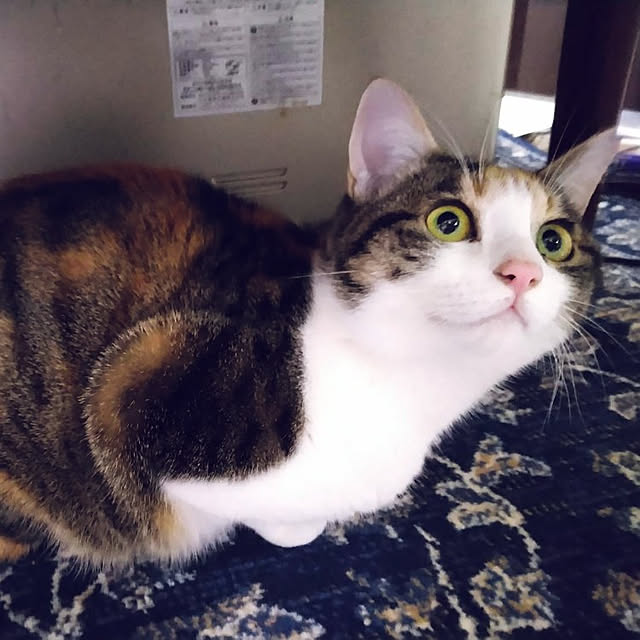 mayumasa22さんの実例写真