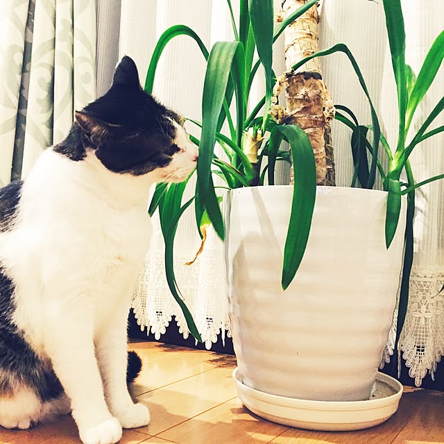 minkokoさんの実例写真
