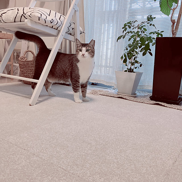nekomiさんの部屋