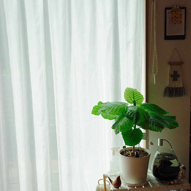 mangoさんの部屋