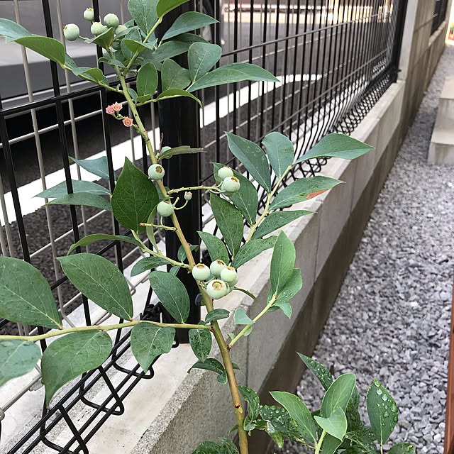 EMIKOさんの実例写真