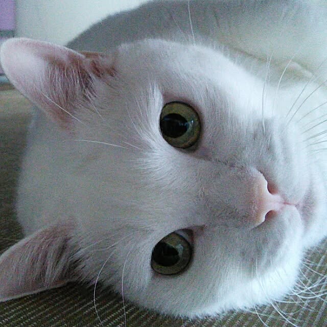shiroromemeiさんの実例写真