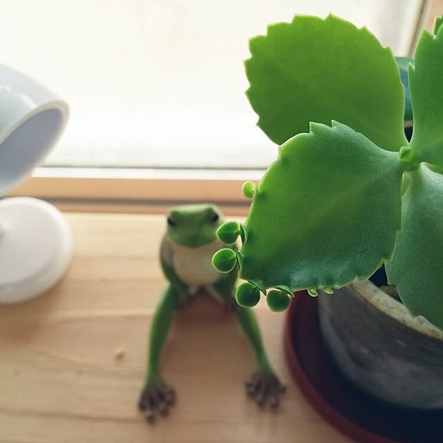 hana.1321jpさんの実例写真