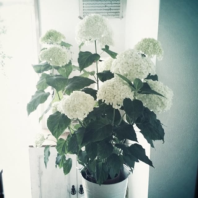 happy_bridgeさんの実例写真