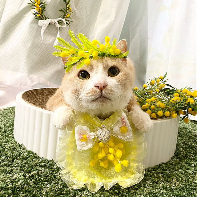 ike2910さんの実例写真