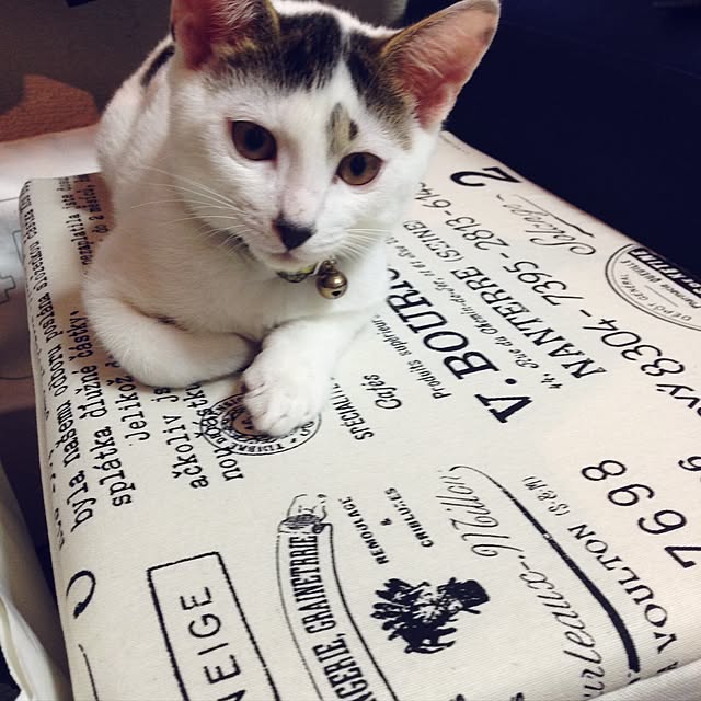 kotakomさんの実例写真