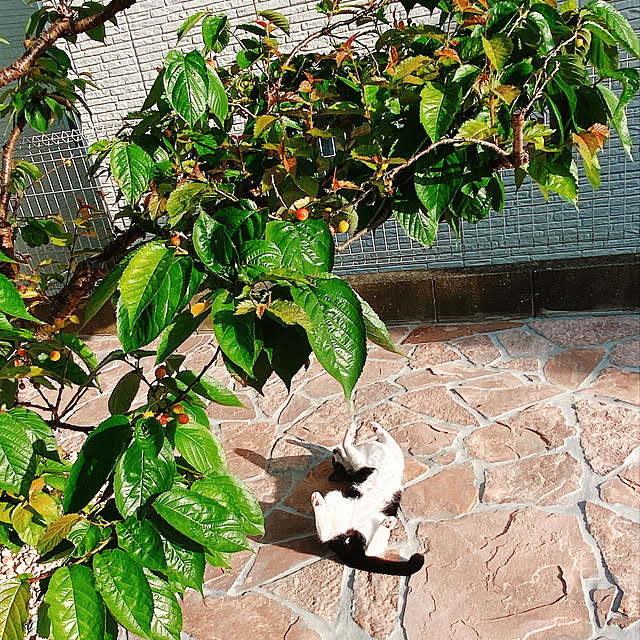 moolさんの実例写真