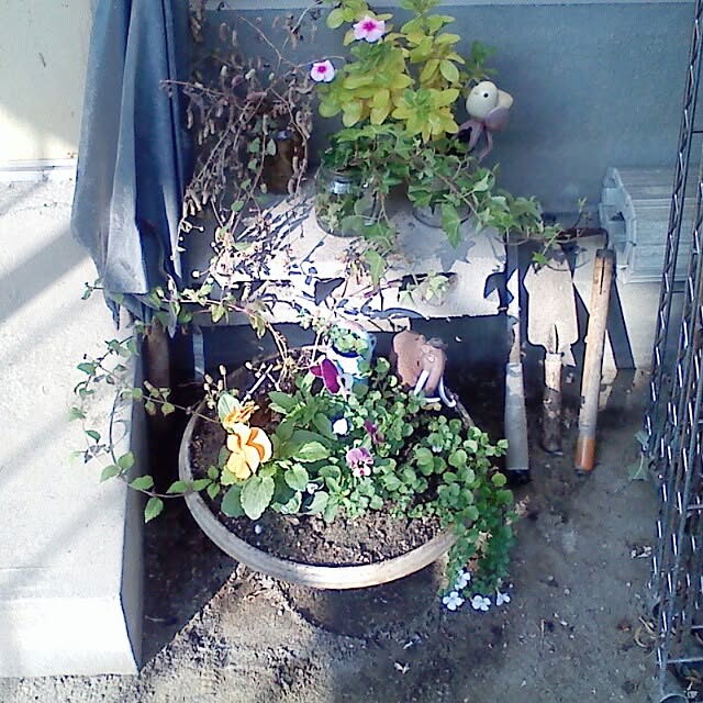玄関/入り口/植物のインテリア実例 - 2013-11-01 14:17:15